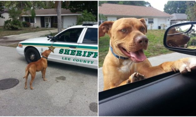 Sherif Responds To Call About “Vicious” Pit Bull On The Loose, Dog Comes Right At His Car