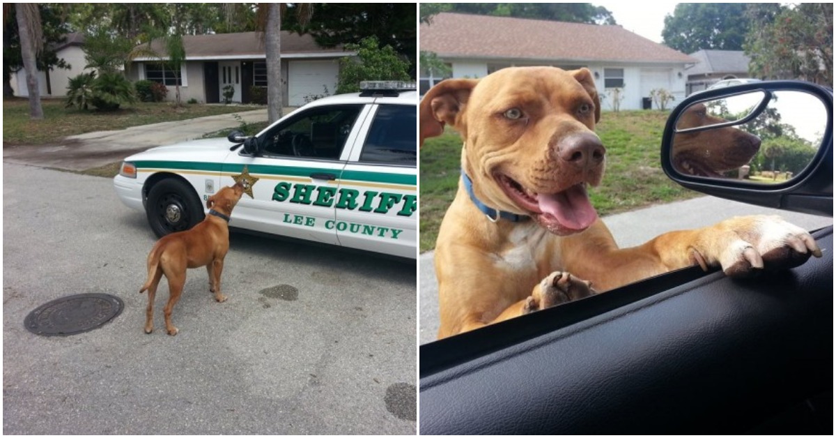 Sherif Responds To Call About “Vicious” Pit Bull On The Loose, Dog Comes Right At His Car