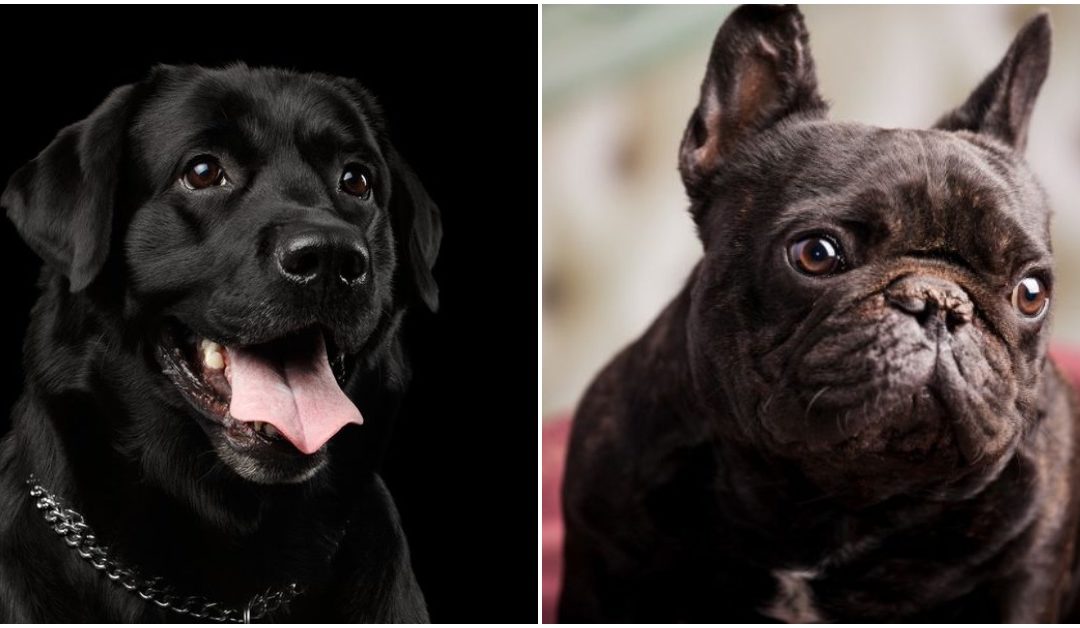 Don’t Judge a Dog By Its Color! February Is Black Dog Syndrome Awareness Month