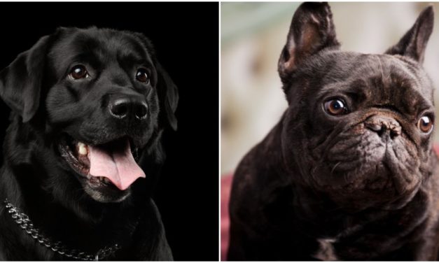 Don’t Judge a Dog By Its Color! February Is Black Dog Syndrome Awareness Month