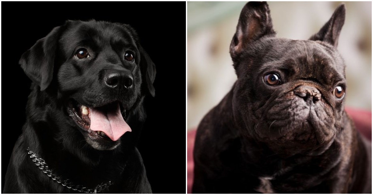 Don’t Judge a Dog By Its Color! February Is Black Dog Syndrome Awareness Month