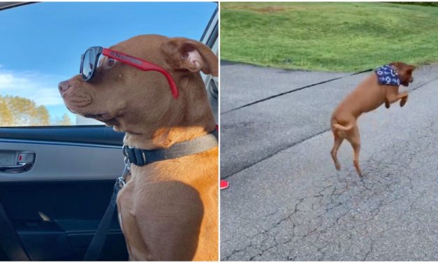 “Talking” Shelter Dog Can’t Stop Jumping For Joy Since Adopted