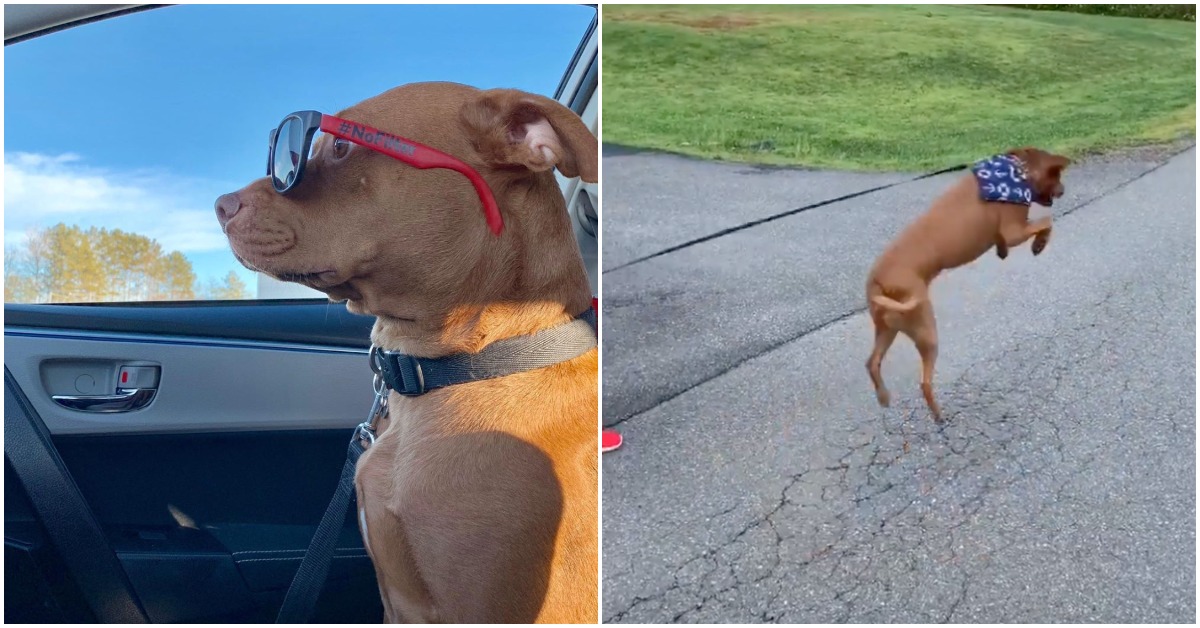 “Talking” Shelter Dog Can’t Stop Jumping For Joy Since Adopted