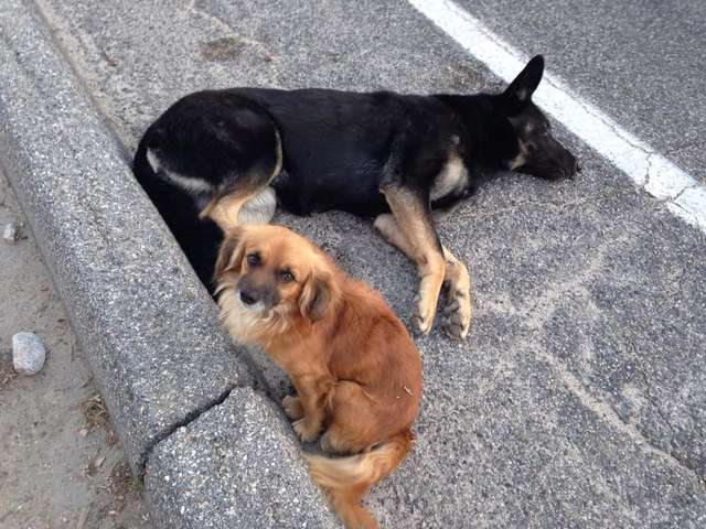 Dog Refuses To Leave His Injured Pregnant Friend’s Side Until Help Arrives