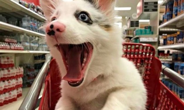 Corgi Mix Puppy Experiences Her First Trip To Target, Everyone Falls In Love With Her