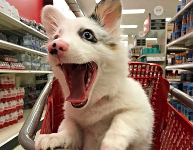 Corgi Mix Puppy Experiences Her First Trip To Target, Everyone Falls In Love With Her