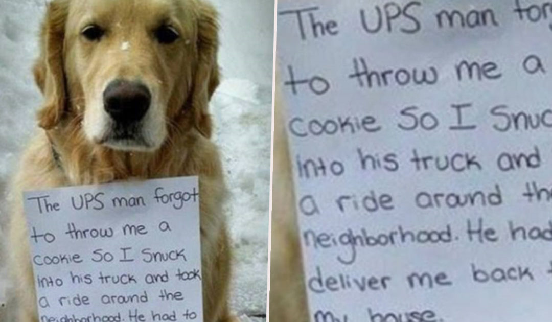 Dog Sneaks Into UPS Truck And Rides All Day Wearing An “Important Message” On His Neck