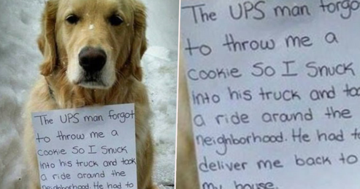 Dog Sneaks Into UPS Truck And Rides All Day Wearing An “Important Message” On His Neck