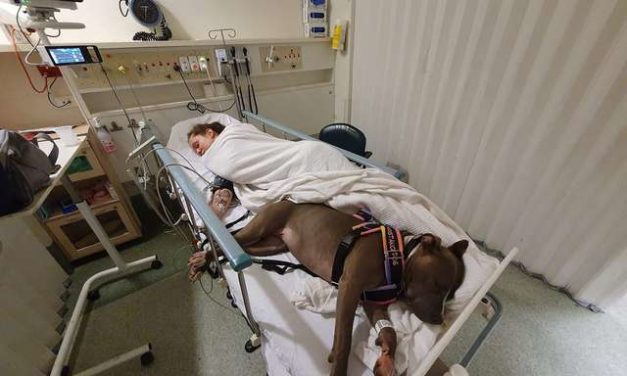 Dog Won’t Leave Mom’s Hospital Room After Saving Her Life