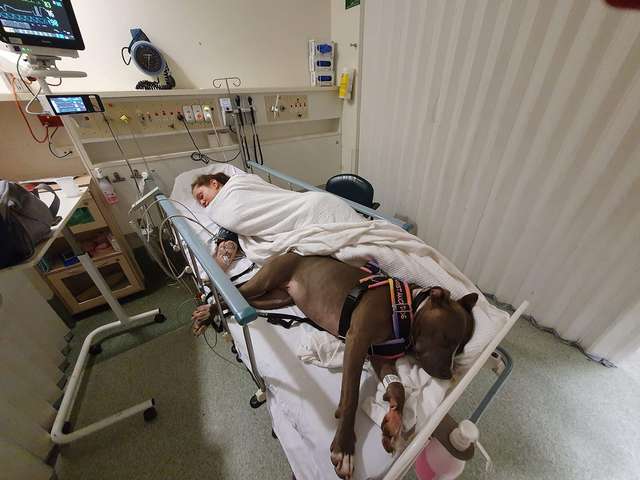 Dog Won’t Leave Mom’s Hospital Room After Saving Her Life