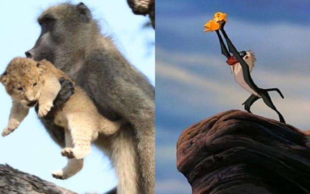 Baboon Steals a Lion Cub And Recreates Iconic Simba Scene From ‘The Lion King’