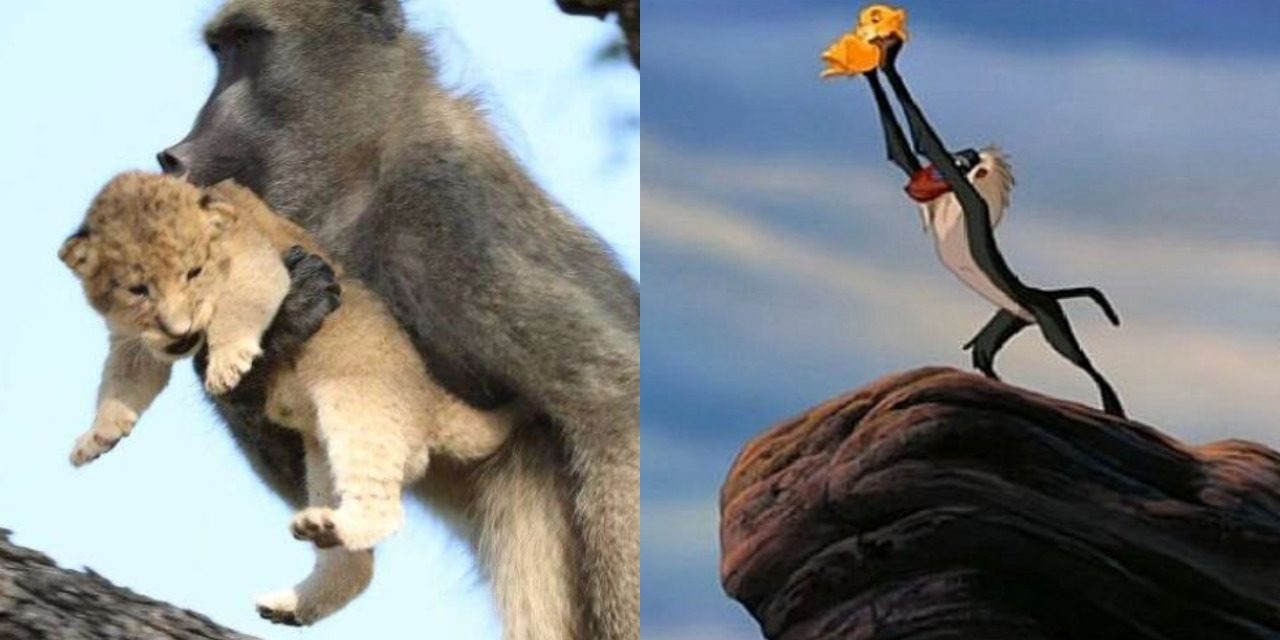 Baboon Steals a Lion Cub And Recreates Iconic Simba Scene From ‘The Lion King’