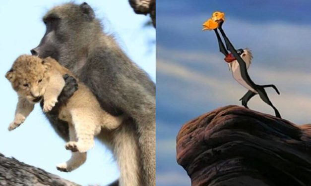 Baboon Steals a Lion Cub And Recreates Iconic Simba Scene From ‘The Lion King’