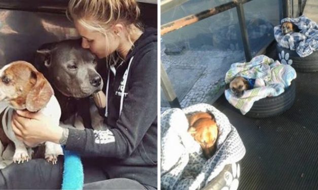 Holland Is Officially The First Country In The World Without Stray Dogs