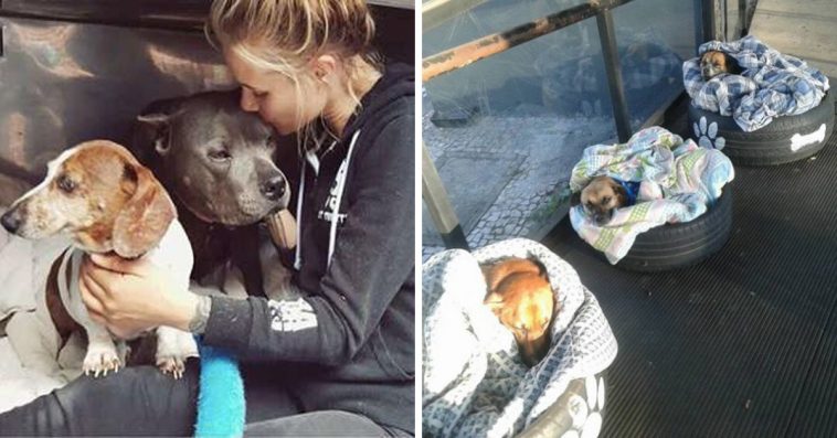 Holland Is Officially The First Country In The World Without Stray Dogs