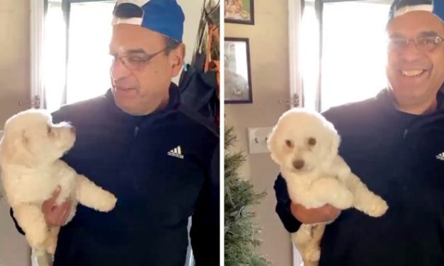 Husband Brings Dog To The Groomer To Help Wife, Comes Home With The Wrong Dog