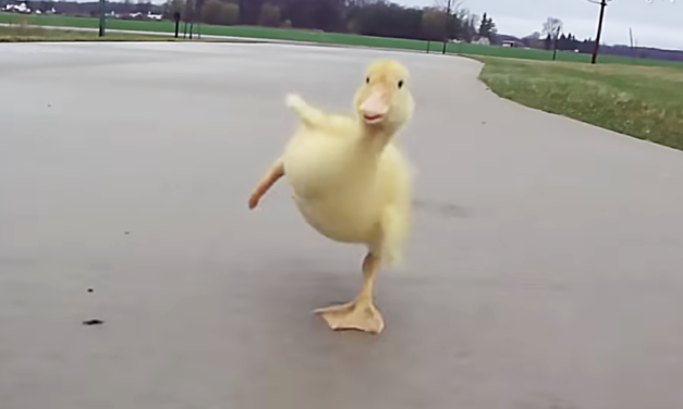 Adorable Duckling Goes For A Walk With His Human