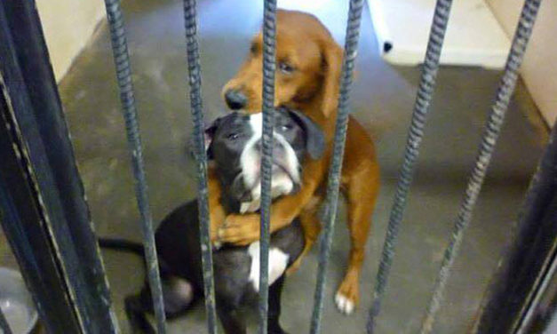 Shelter Dog Saves His Buddy Hours Before Euthanasia After Their Hug Goes Viral