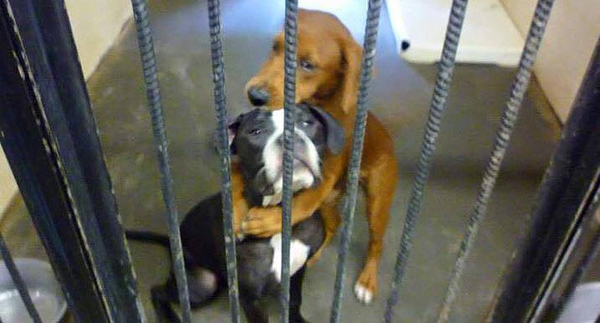 Shelter Dog Saves His Buddy Hours Before Euthanasia After Their Hug Goes Viral