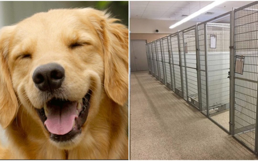 Wisconsin Dog Adoption Center Emptied In 5 Days After Coronavirus Outbreak