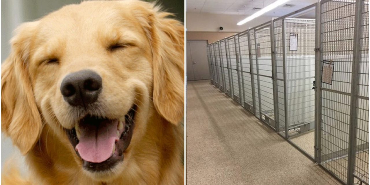 Wisconsin Dog Adoption Center Emptied In 5 Days After Coronavirus Outbreak