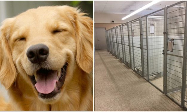 Wisconsin Dog Adoption Center Emptied In 5 Days After Coronavirus Outbreak