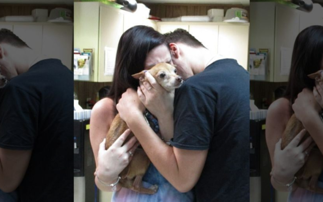 Emotional Reunion Between A Dog That’s Been Lost For 6 Years With His Owners Will Melt Your Heart