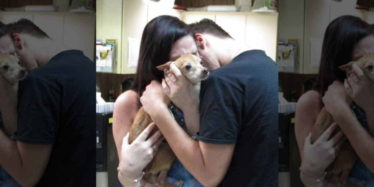Emotional Reunion Between A Dog That’s Been Lost For 6 Years With His Owners Will Melt Your Heart