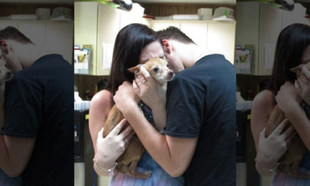 Emotional Reunion Between A Dog That’s Been Lost For 6 Years With His Owners Will Melt Your Heart