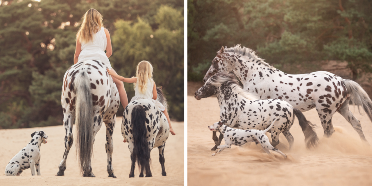 This Dog Became Part Of A Horse Family, And Their Photos Are Adorable