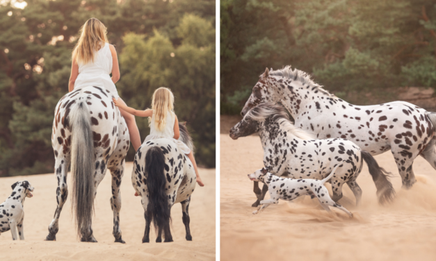 This Dog Became Part Of A Horse Family, And Their Photos Are Adorable