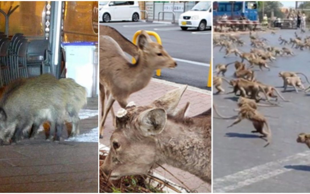 Wild Boars On The Streets Of  Italy, Deers In Japan, Monkeys in Thailand, While People in Quarantine