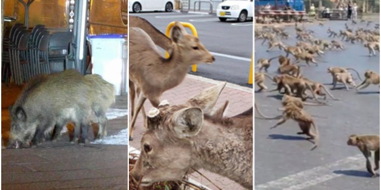 Wild Boars On The Streets Of  Italy, Deers In Japan, Monkeys in Thailand, While People in Quarantine