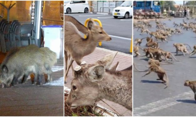 Wild Boars On The Streets Of  Italy, Deers In Japan, Monkeys in Thailand, While People in Quarantine