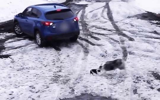 Incredible Moment Captured: Heroic Border Collie Saves Chihuahua From Getting Hit By A Car