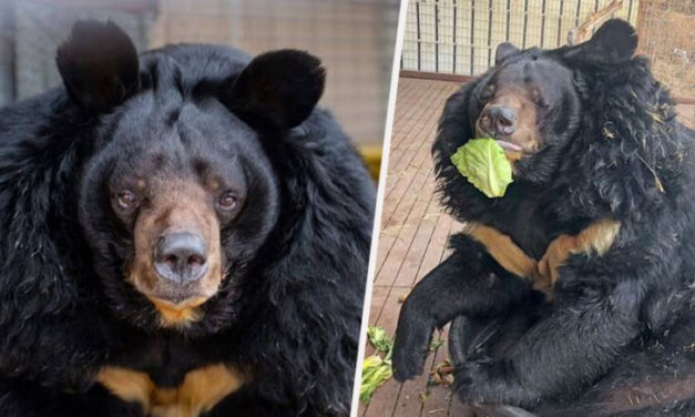 The Fattest Bear Is NOT Happy About His New Weight Loss Diet
