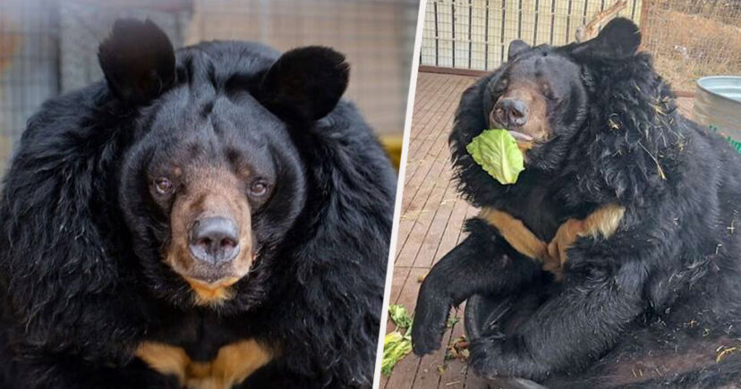 The Fattest Bear Is NOT Happy About His New Weight Loss Diet