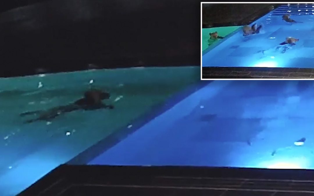 Giant Bear Caught Sneaking Into Spa’s Pool Multiple Times For Relaxing Dip