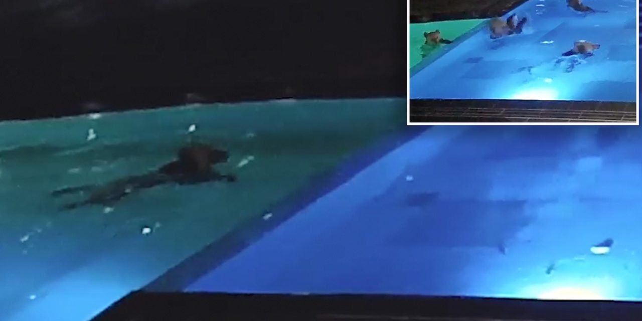 Giant Bear Caught Sneaking Into Spa’s Pool Multiple Times For Relaxing Dip