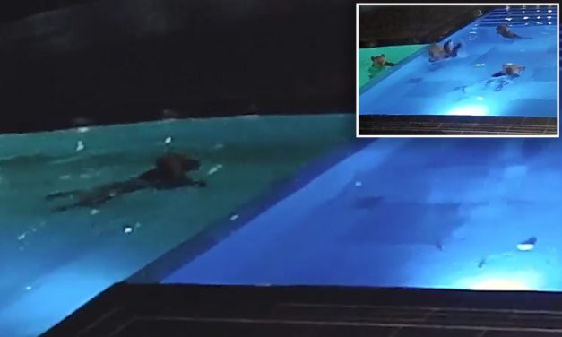 Giant Bear Caught Sneaking Into Spa’s Pool Multiple Times For Relaxing Dip