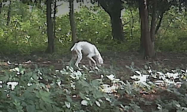 Stray Dog Was Just Skin And Bones Until An Incredible Couple Noticed Him