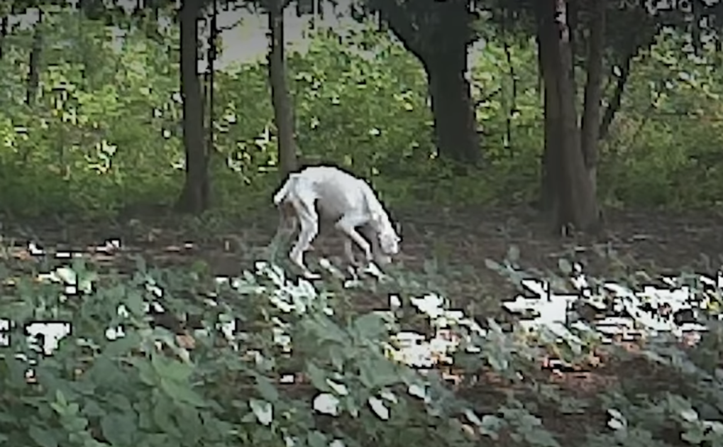 Stray Dog Was Just Skin And Bones Until An Incredible Couple Noticed Him