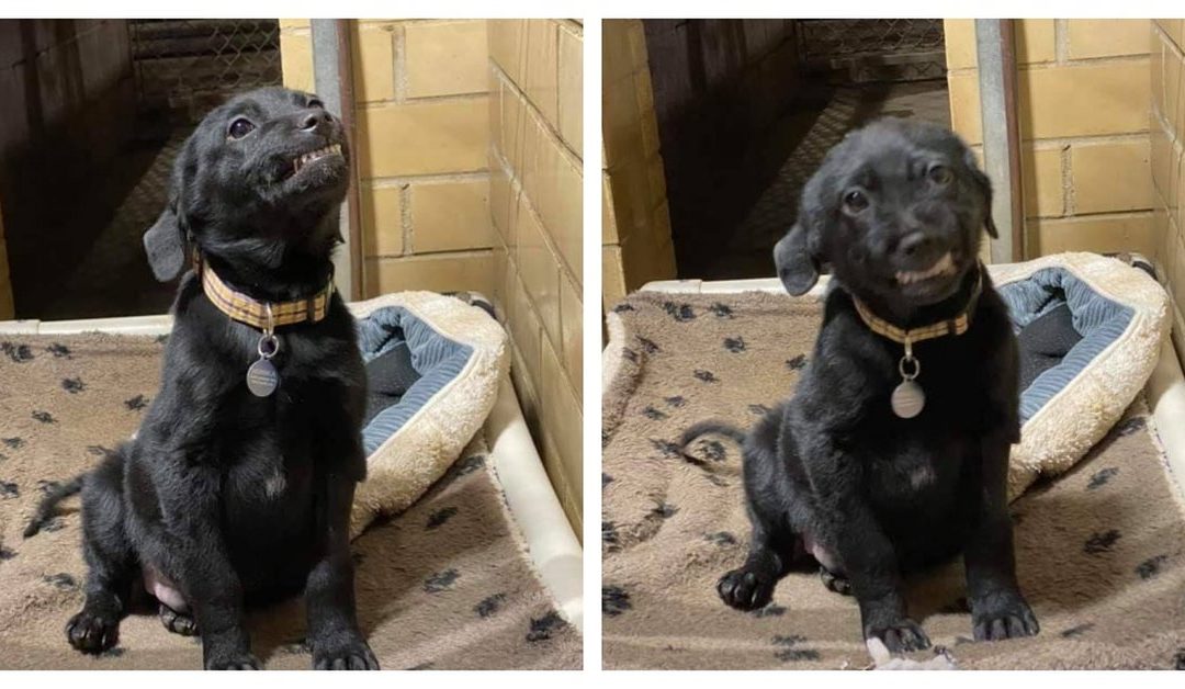 Shelter Puppy Patiently Waits To Be Adopted With A Huge Grin On His Face