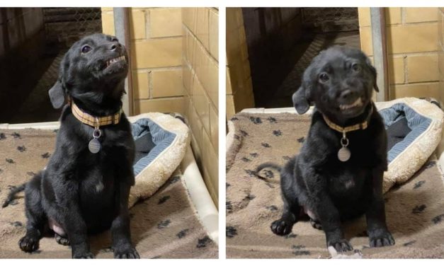 Shelter Puppy Patiently Waits To Be Adopted With A Huge Grin On His Face
