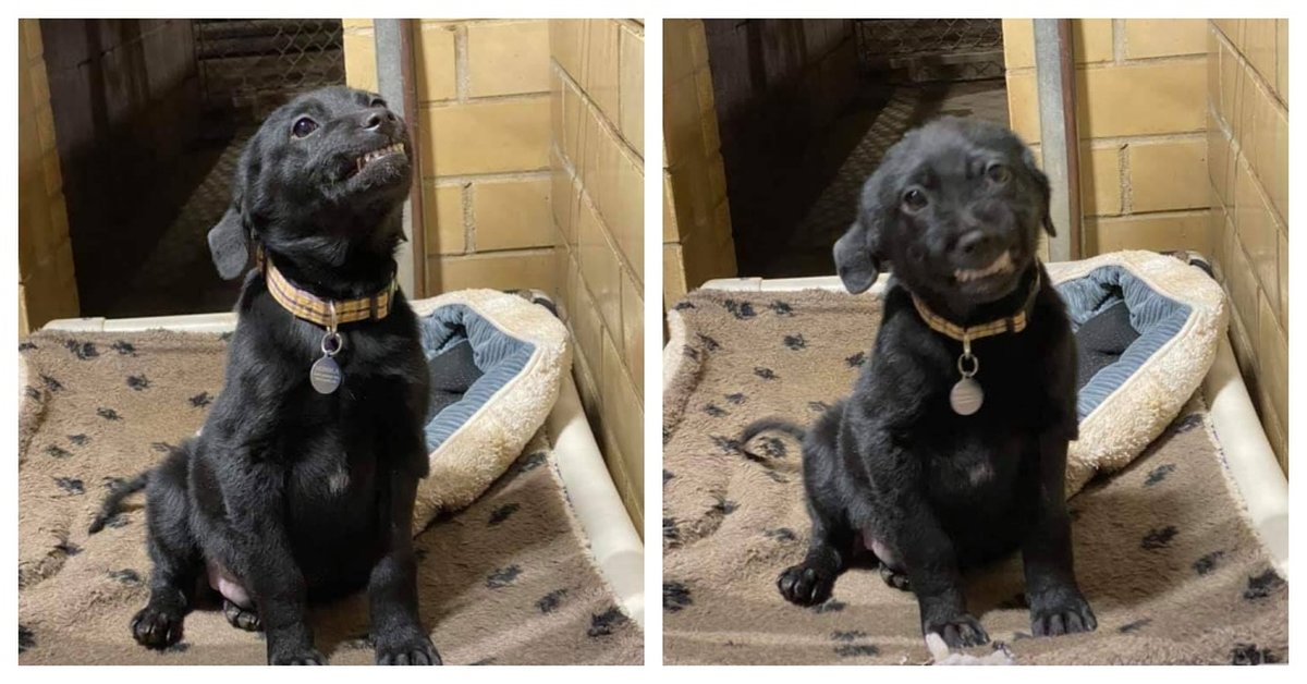 Shelter Puppy Patiently Waits To Be Adopted With A Huge Grin On His Face