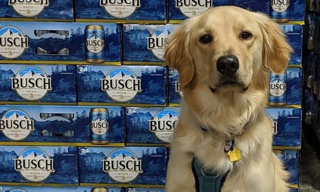 Busch Is Giving Beer For 3 Months To People Who Adopt Or Foster a Dog During Coronavirus Crisis