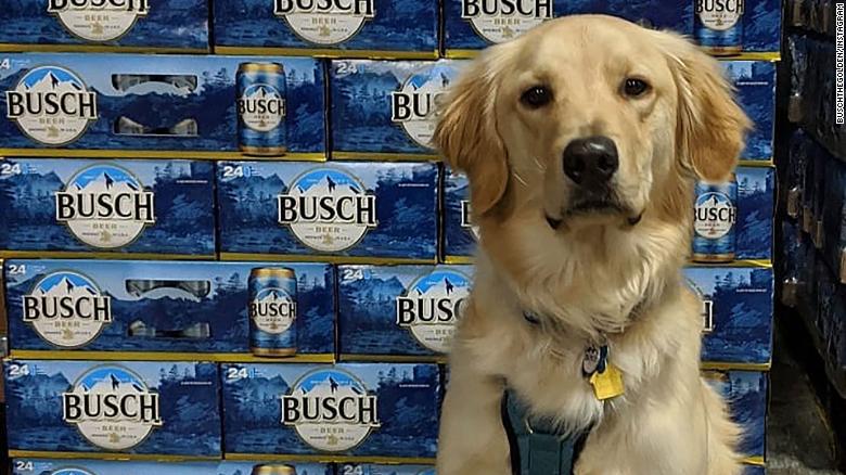 Busch Is Giving Beer For 3 Months To People Who Adopt Or Foster a Dog During Coronavirus Crisis