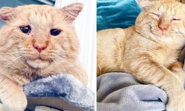Cat Dream Comes True As The Woman He Followed For Years On The Streets Adopts Him