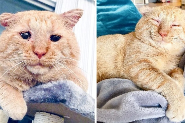Cat Dream Comes True As The Woman He Followed For Years On The Streets Adopts Him