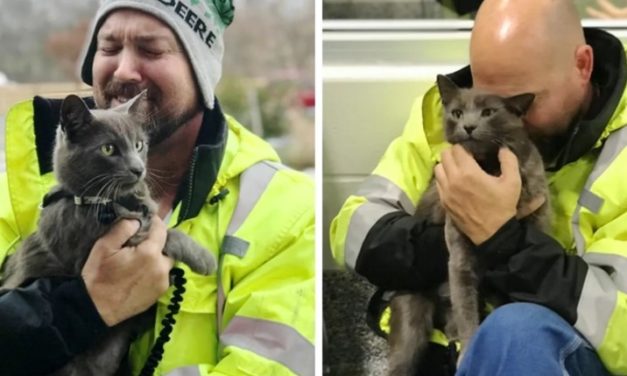 Truck Driver Gets His Miracle Wish Fullfilled After Months Of Searching For His Lost Cat